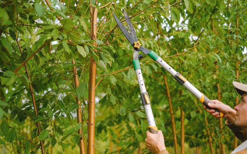 Tree trimming in Satsuma, FL